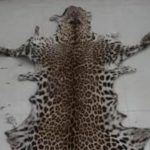 webnexttech | Odisha STF arrests wildlife criminal, recovers leopard skin