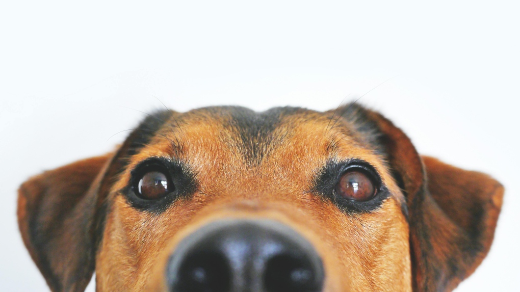 webnexttech | Dogs watching TV can give vets insight into their vision, study says